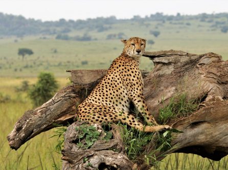 {{brizy_dc_image_alt entityId=