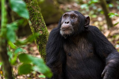 Uganda Wildlife Safari
