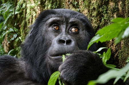 Uganda Gorilla Trekking