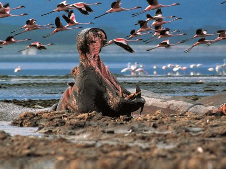 {{brizy_dc_image_alt entityId=