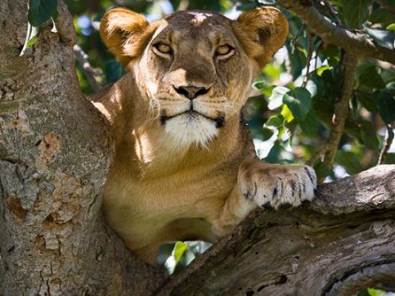 {{brizy_dc_image_alt entityId=