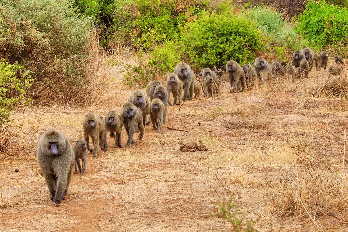 Lake Mburo National-Park-3