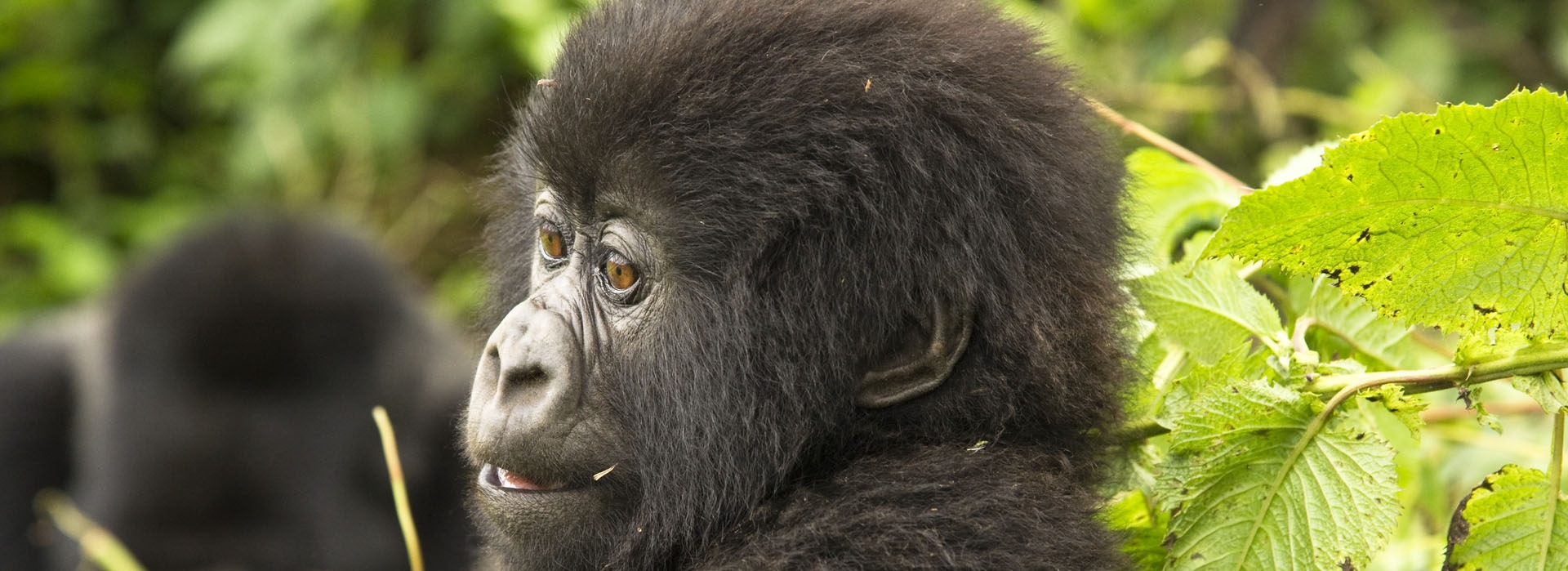 Mgahinga Gorilla-National-Park