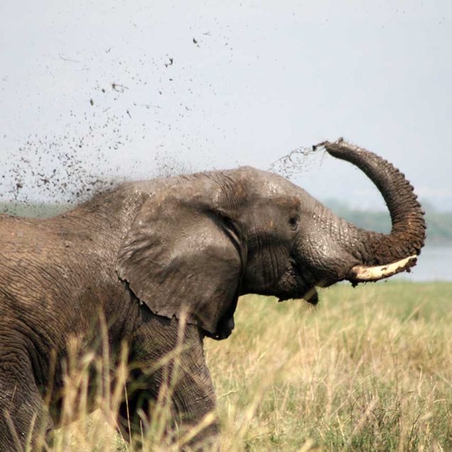 Queen Elizabeth National Park