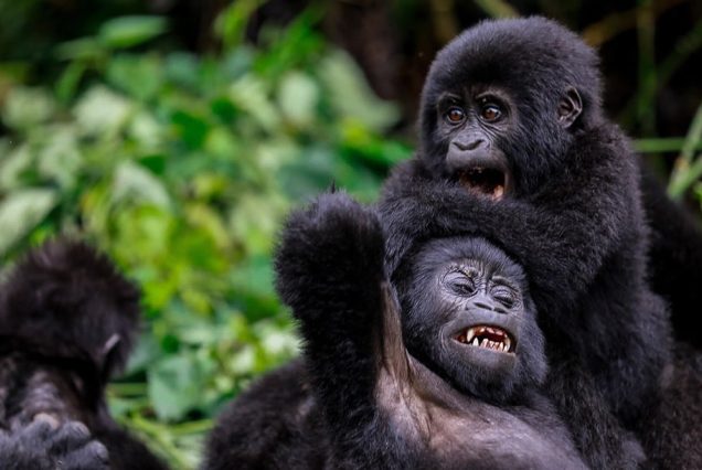 baby-gorillas