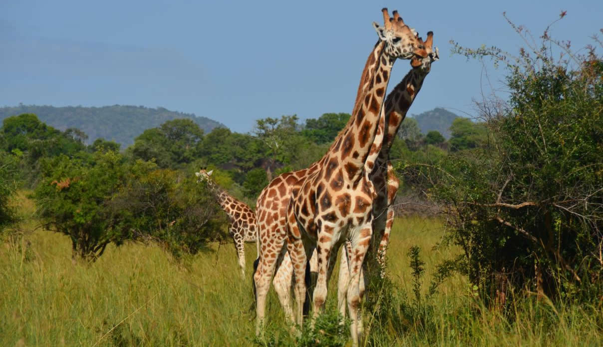 kidepo national park