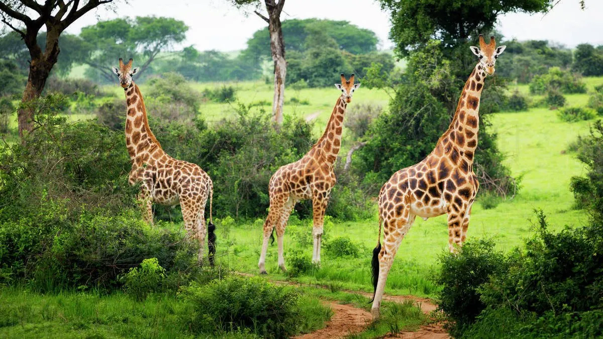 lake mburo np