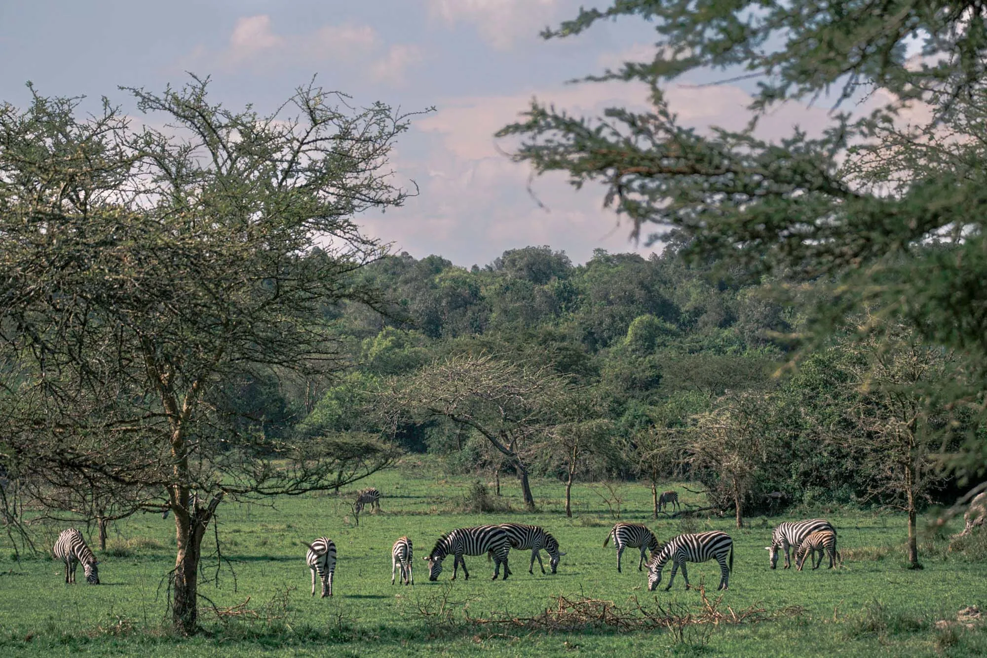 lake mburo zebra-grazing