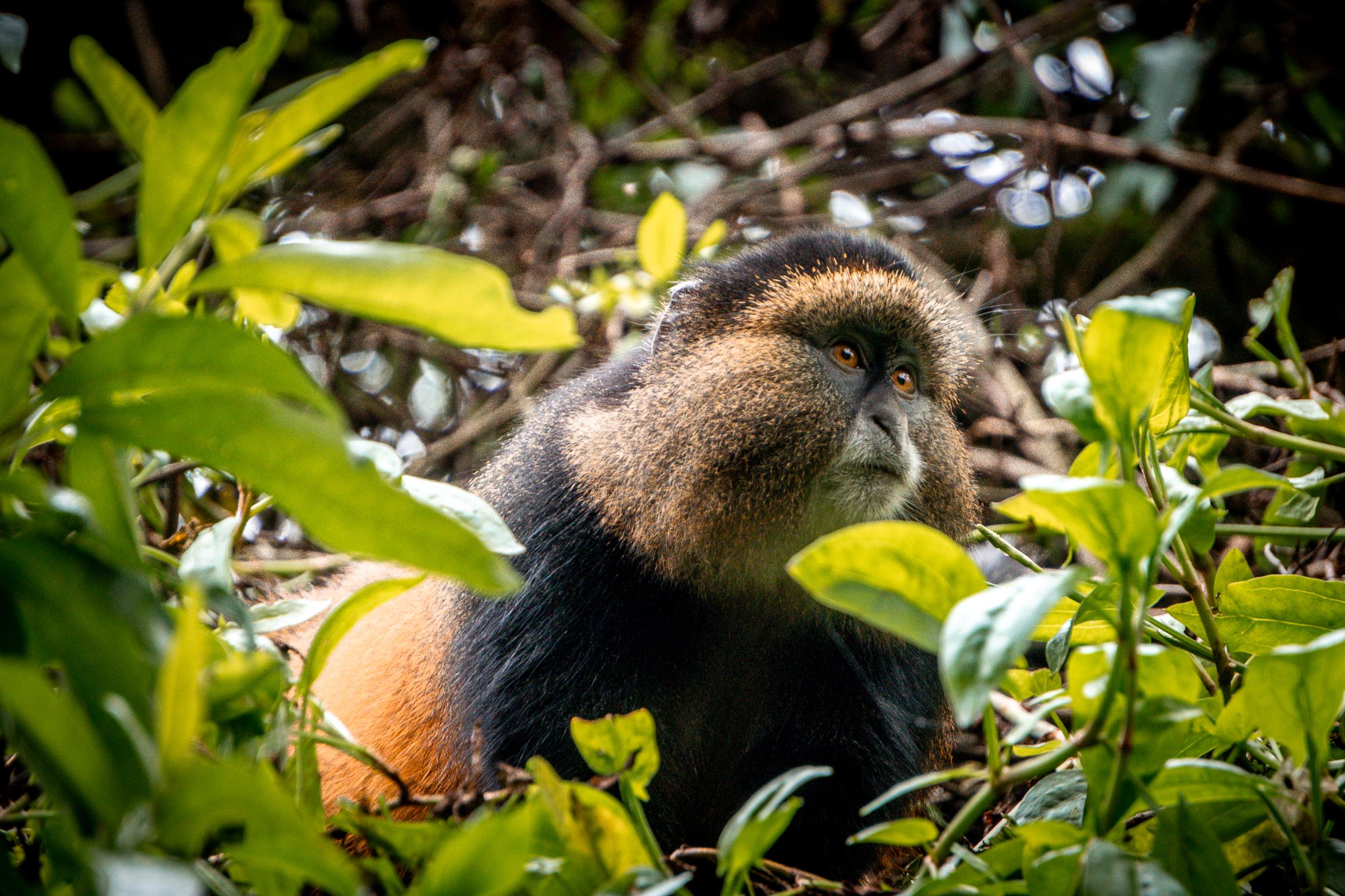 mgahinga gorilla national park