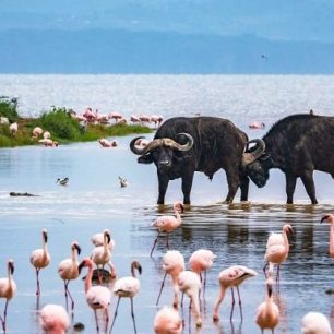 Lake Naivasha