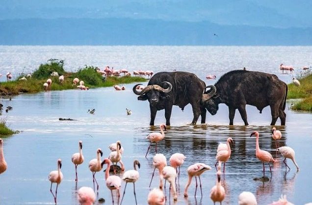 Lake Naivasha