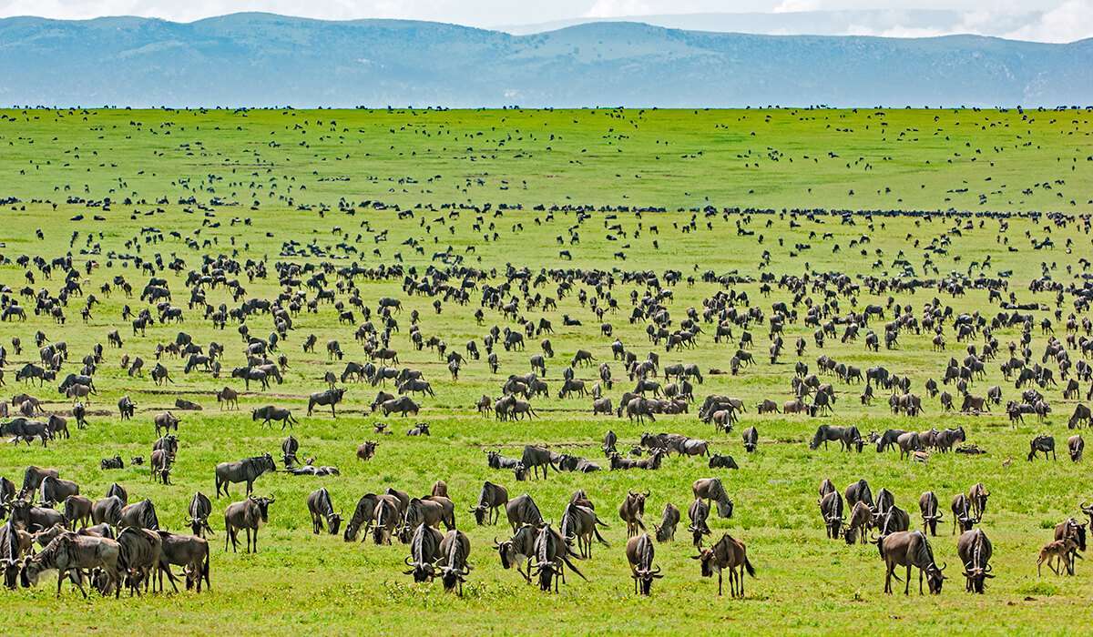 Serengeti-National-Park-Africa-Kenya-Safaris2