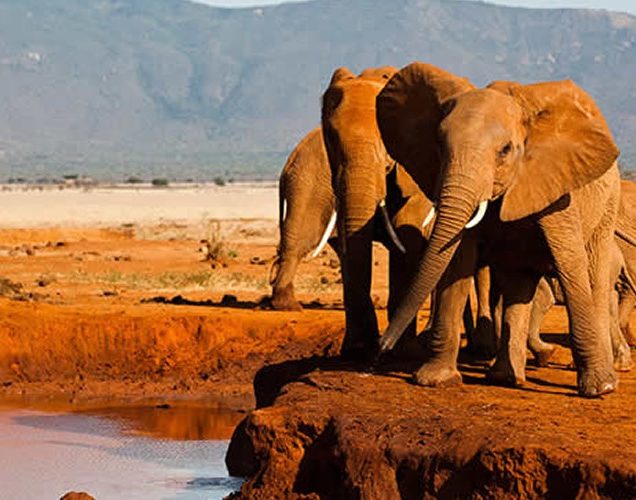 Tsavo National Park