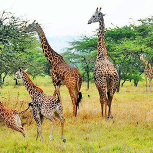 Akagera National Park