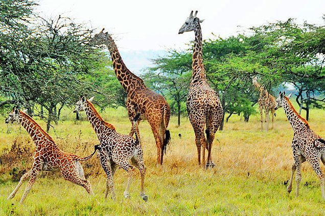 Akagera National Park