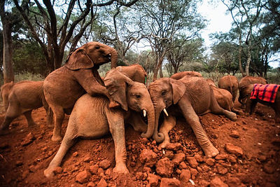 David Sheldrick Wildlife Trust (Elephant Nursery)