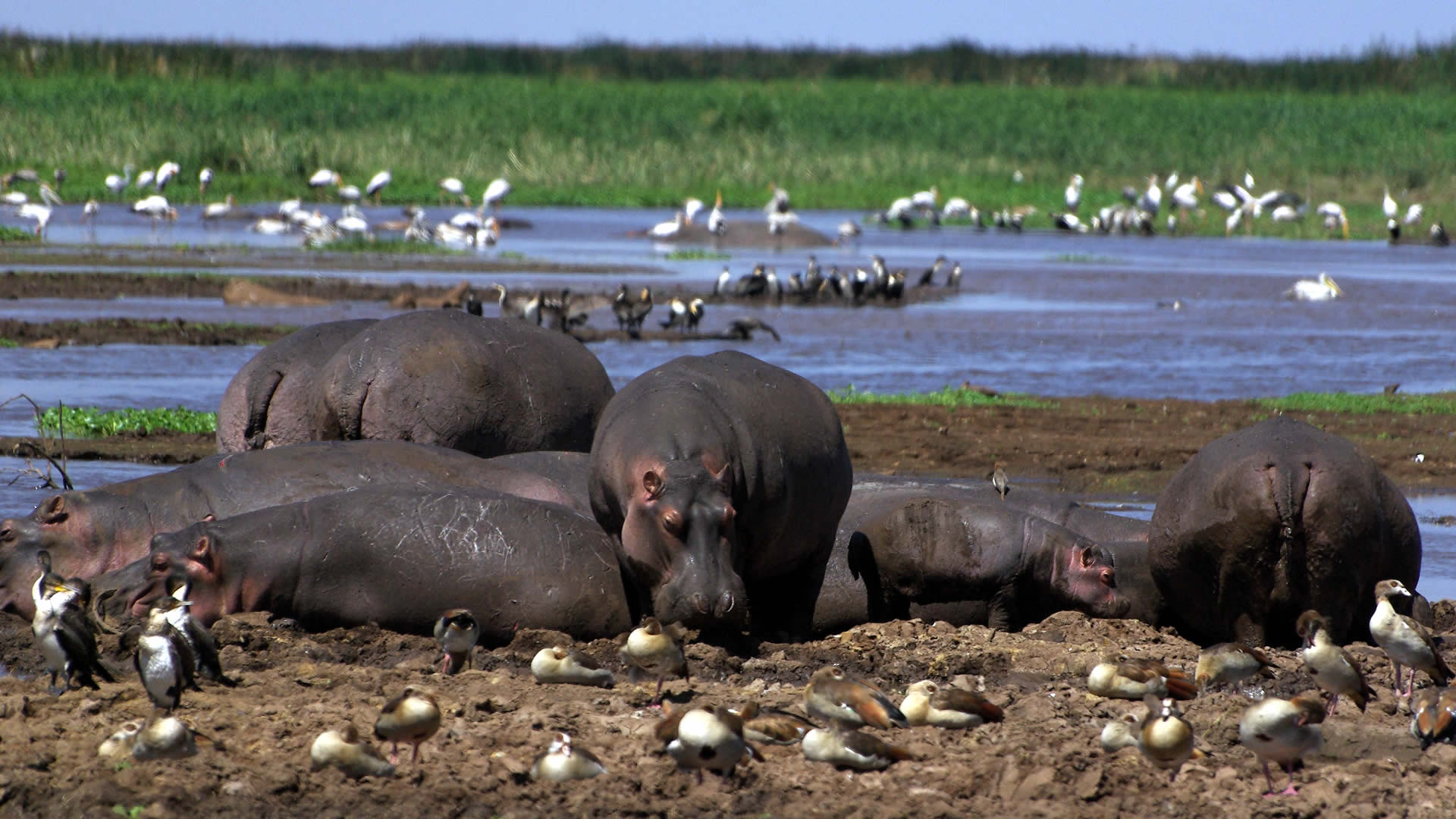 lake-manyara-national-park-hippos