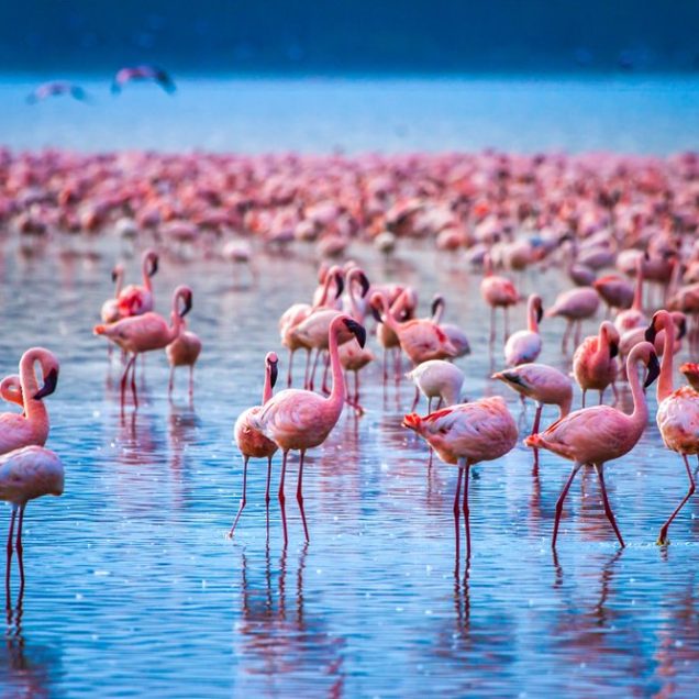 LAKE NAKURU NATIONAL PARK