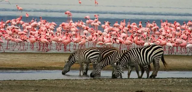 Lake Manyara National Park