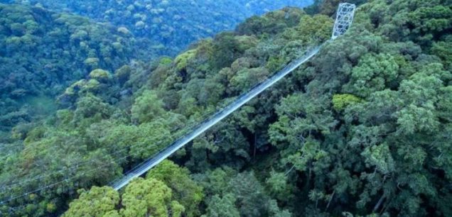 Nyungwe National Park