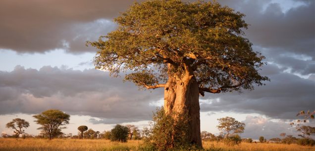 Tarangire National Park