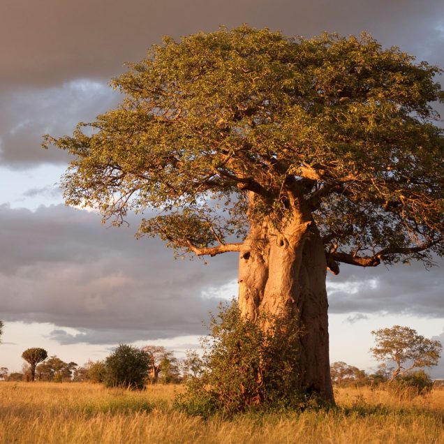 Tarangire National Park