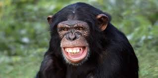 CHIMP2