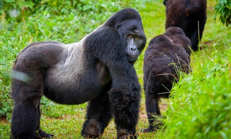 volcanoes-national-park-gorillas-1