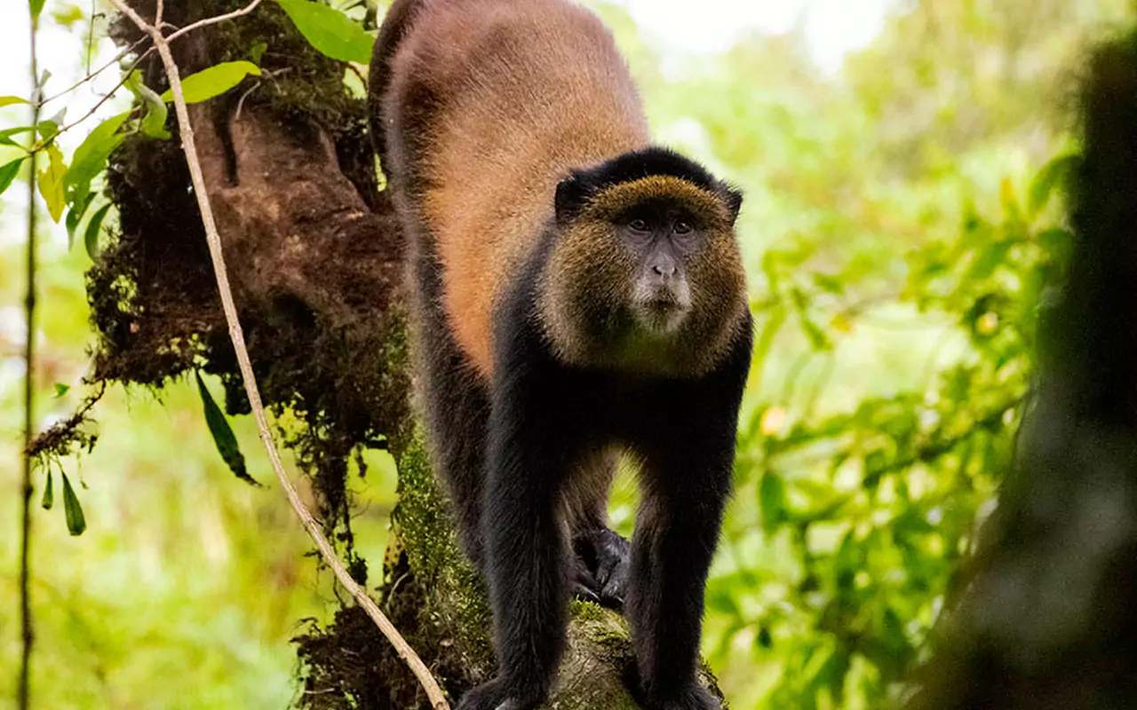 Gishwati-Mukura National Park