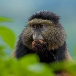 Golden monkey trekking in Rwanda