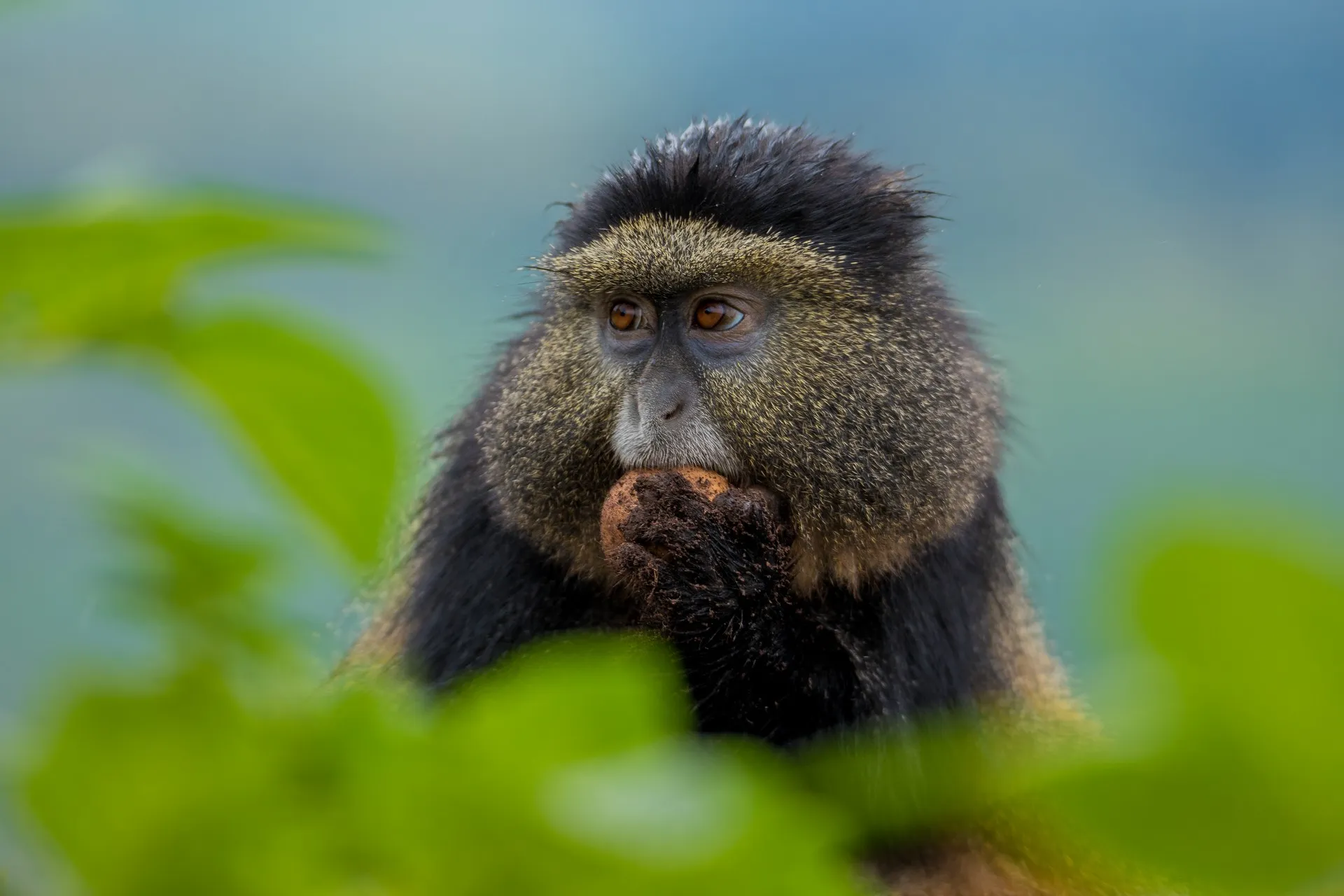 Golden monkey trekking in Rwanda