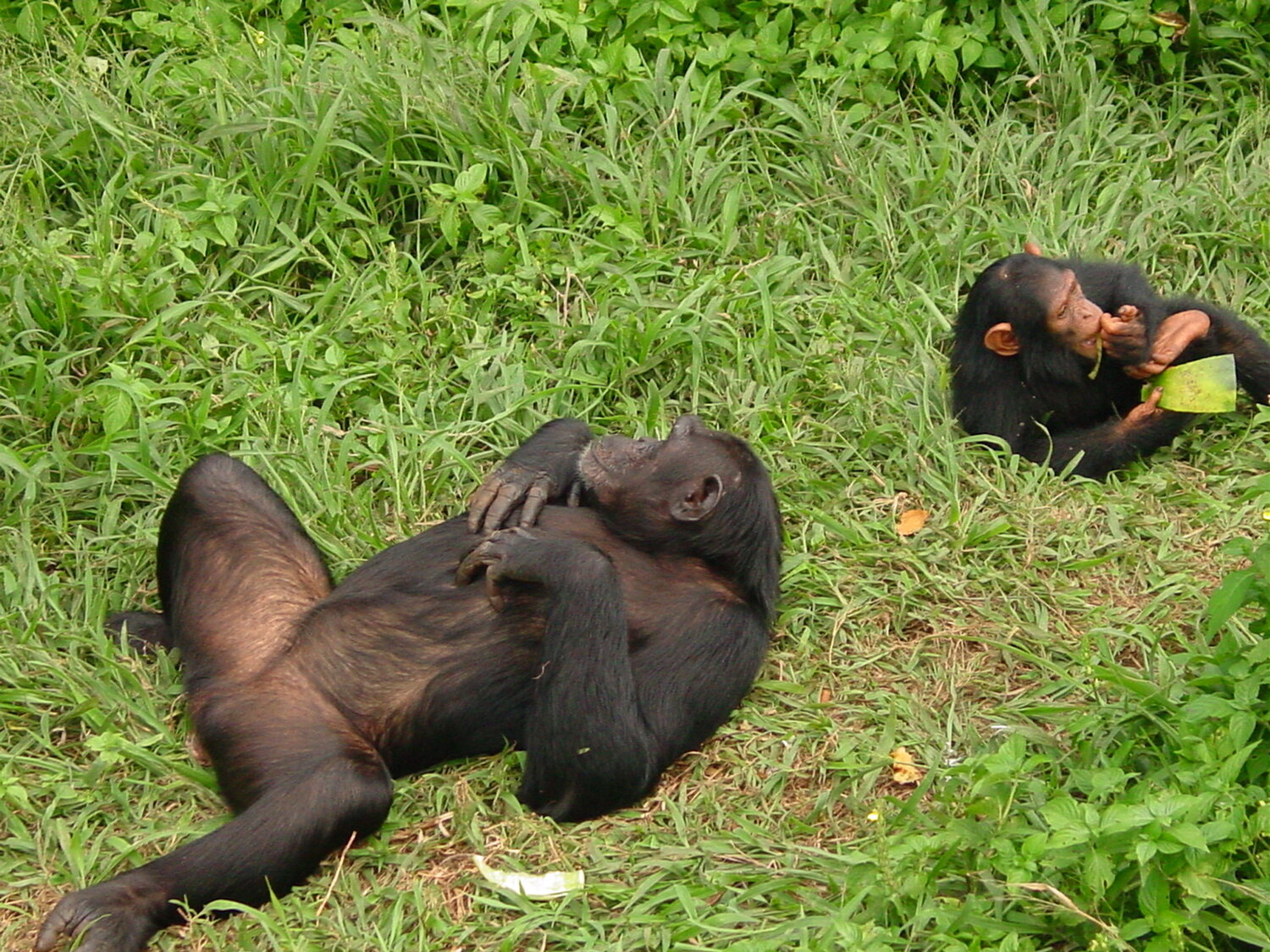 NGAMBA ISLAND CHIMPANZEE SANCTUARY