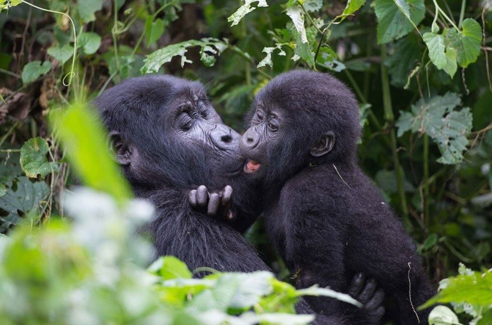 10-Day Uganda & Rwanda Experience