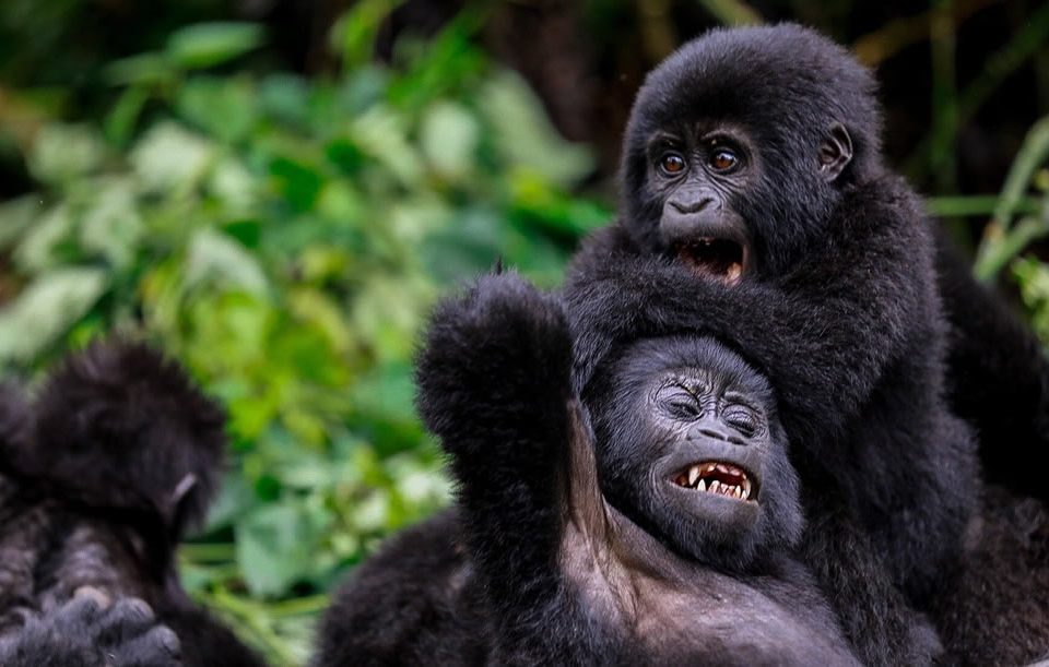 Mgahinga Gorilla National Park