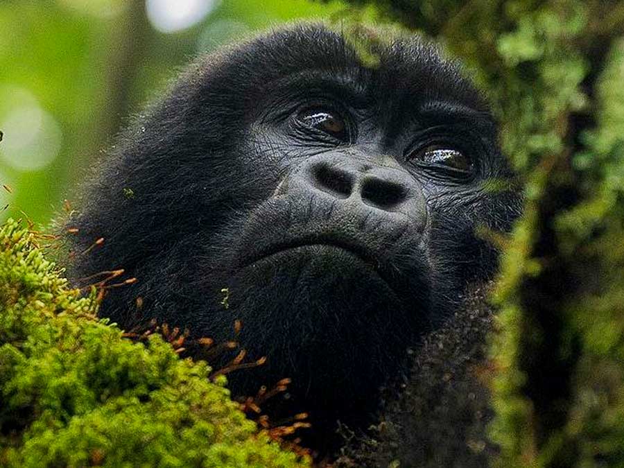 Gorilla Trekking in Rwanda