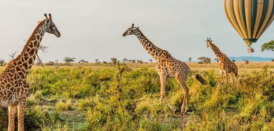 4 Days Tanzania Wildlife Safari
