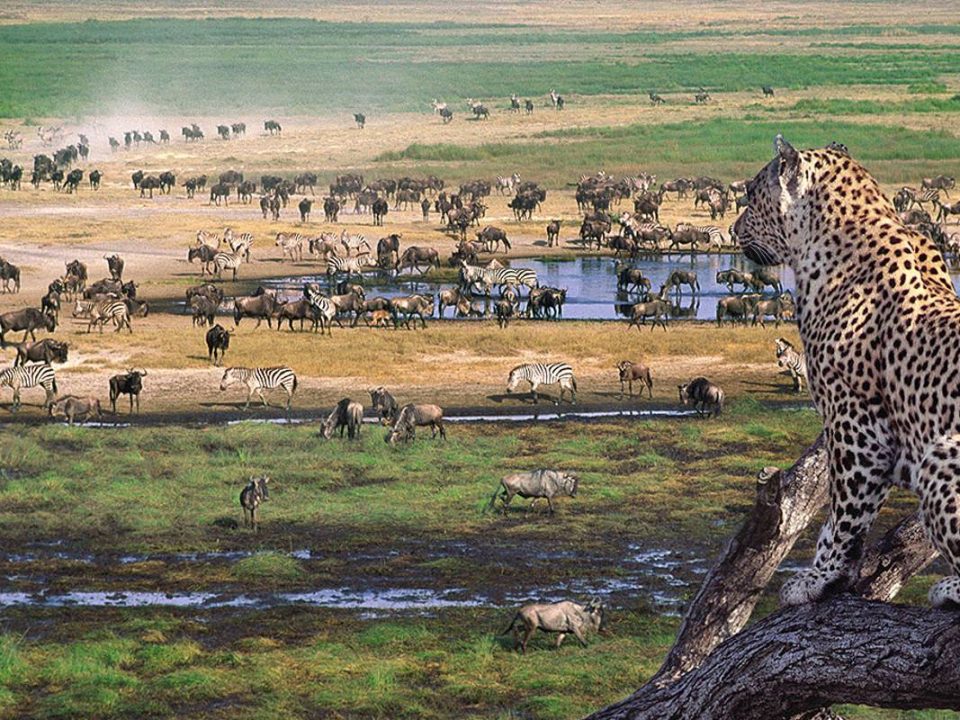 Great Wildlife Migration in Tanzania