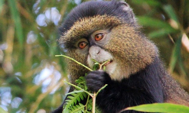 5 Days Gorillas & Golden Monkey