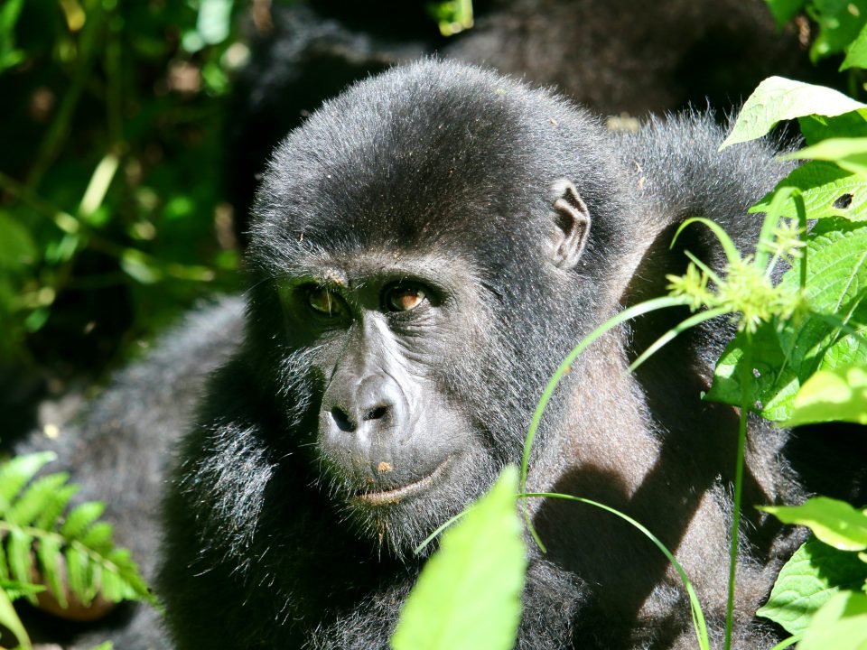 10 Days Uganda Splendors Safari