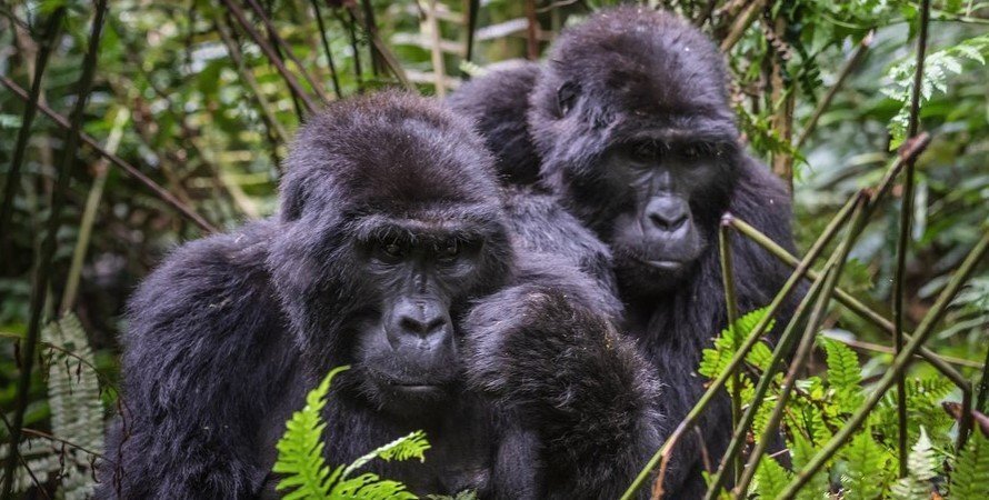 Rwanda Gorillas & Golden Monkeys