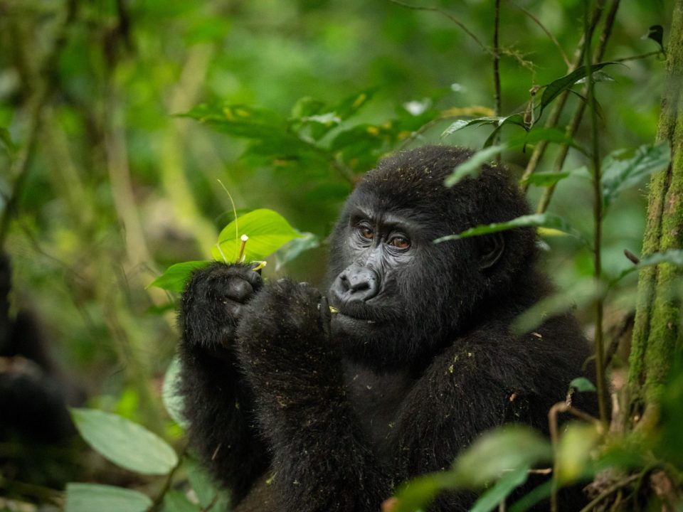 6 Days Gorillas & Chimps Trekking