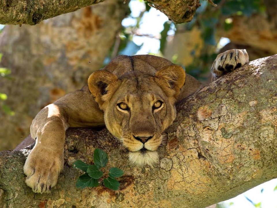 9 Days Uganda Safari