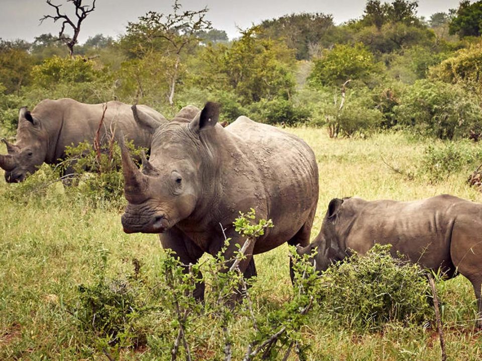 Ziwa Rhino sanctuary Uganda