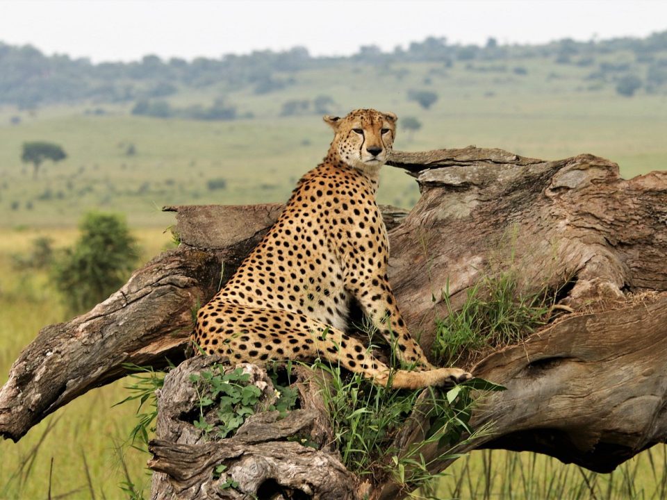 Kidepo Valley National Park