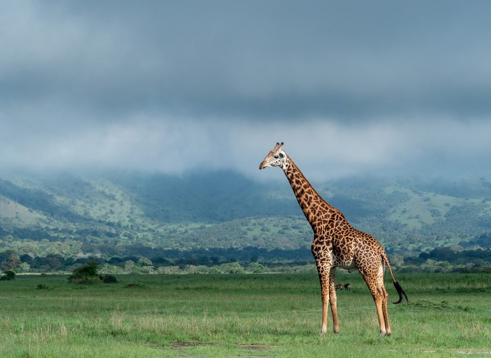Akagera National park