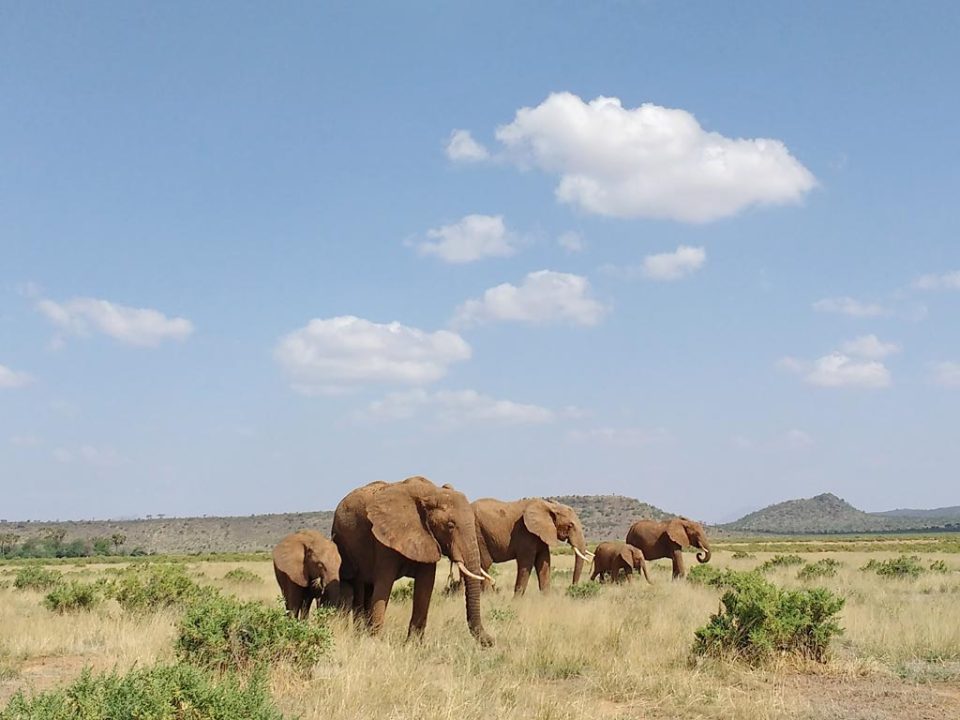 Kenya Safaris