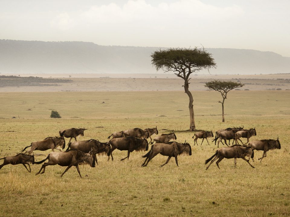 14-day Uganda & Tanzania Wildlife Experience