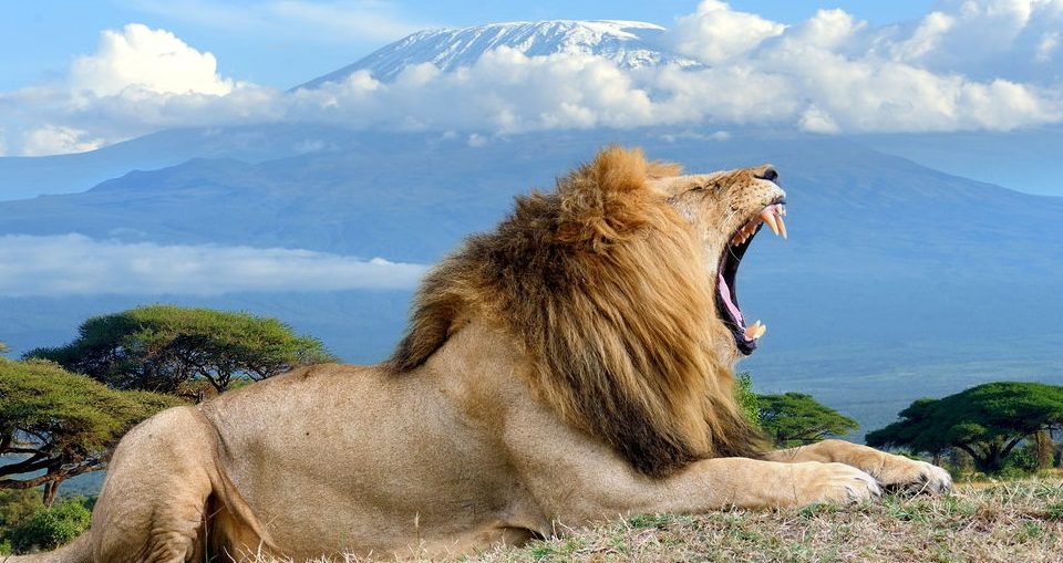 12 Days Kenya Tanzania Safari