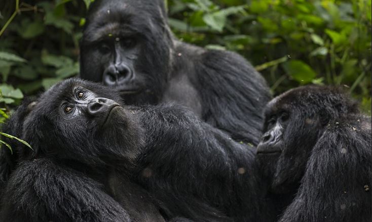 6 Days Rwanda Primates Safari