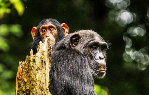 4 Days Sport Fishing & Chimpanzee Trekking